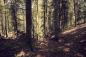 Preview: Fototapete Wald im Vintage-Look