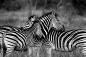 Preview: Fototapete Zebras