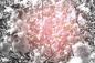 Preview: Fototapete Kirschblüte in Schwarzweiß und Rosatönen