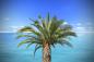 Preview: Fototapete Palme am Meer