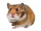Preview: Wandtattoo putziger Hamster