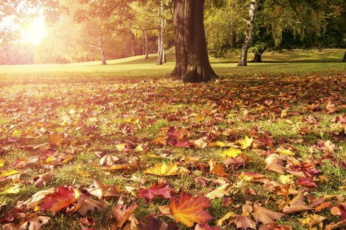 Fototapete Herbstblätter
