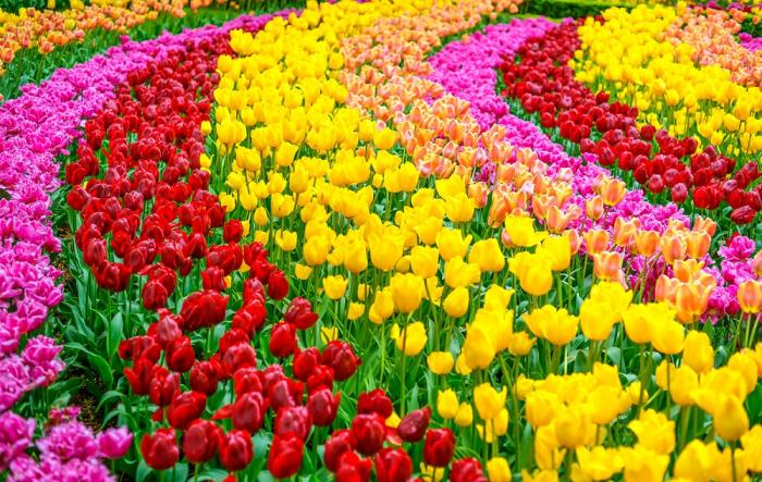 Fototapete Tulpen