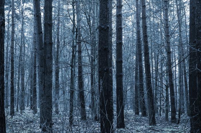 Fototapete blauer Wald