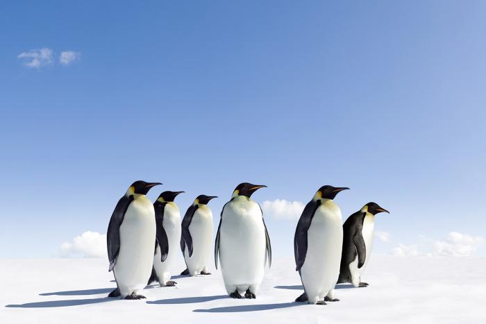 Fototapete Pinguine