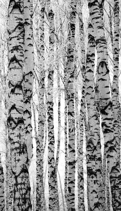 Sichtschutz-Fensterfolie mit Birken im Wald im hochformat