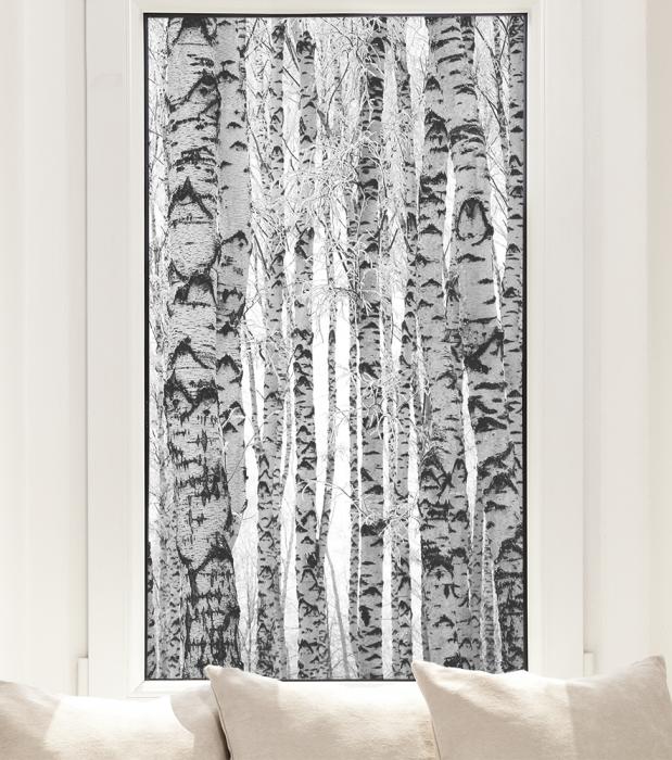 Fensterfolie Birken im Wald