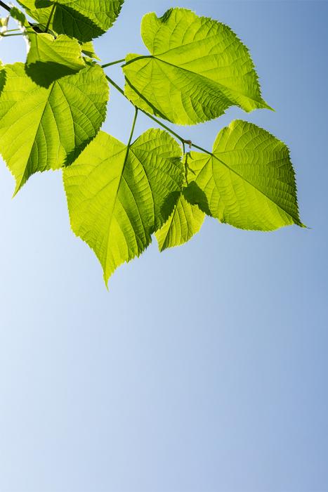 Selbstklebende Fensterfolie als Sichtschutz – Grüne Blätter am Himmel