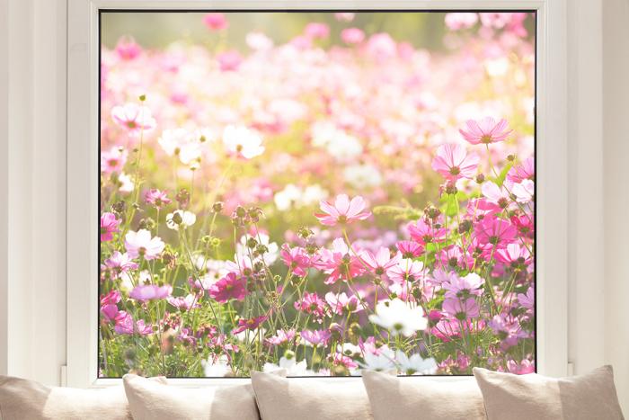 Fensterfolie Kosmosblumen in Pink und Rosa – Bei Pixblick bestellen