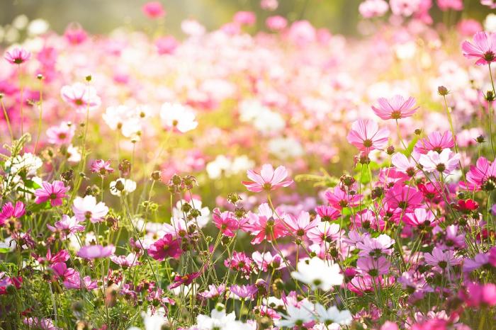 Bedruckte Fensterfolie mit Kosmosblumen in Rosa und Pink
