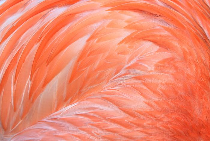 Selbstklebende Fensterfolie mit Flamingo-Feder-Motiv