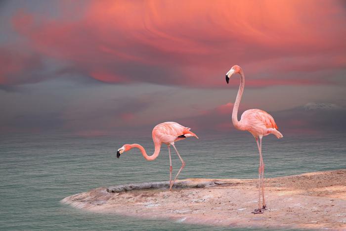 Fensterfolie mit einem Flamingo-Motiv im Querformat