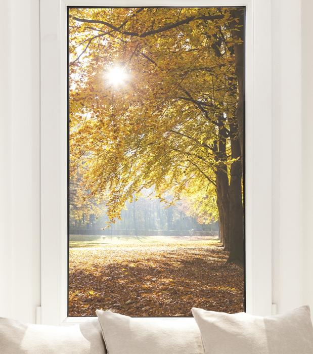 Fensterfolie Herbstbaum im Sonnenlicht