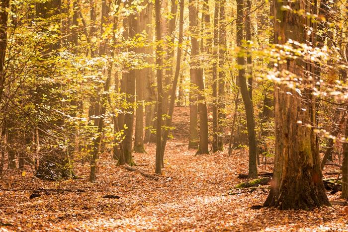 Fensterfolie Wald im Herbst im Querformat