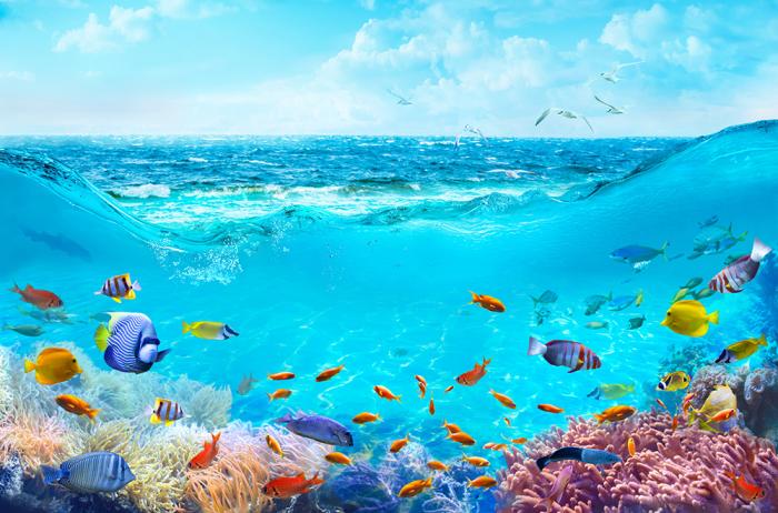 Selbstklebende Fensterfolie Fische im Meer
