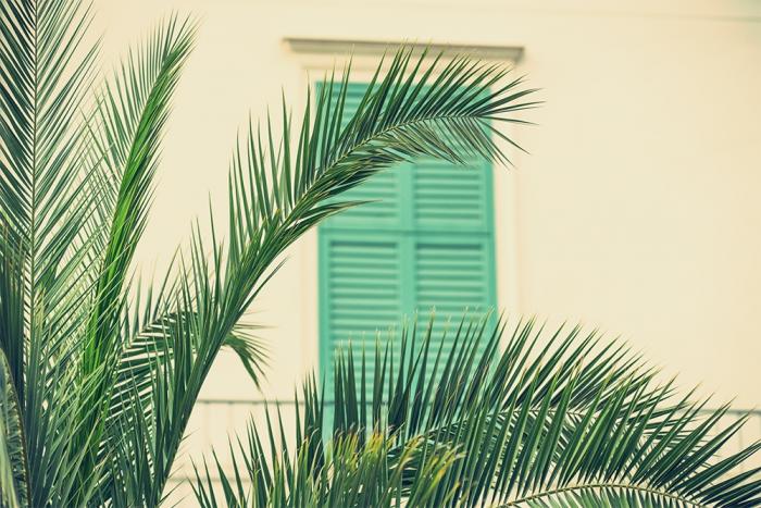 Fensterfolie als Sichtschutz – Palmenblätter vor einem Retro-Fenster