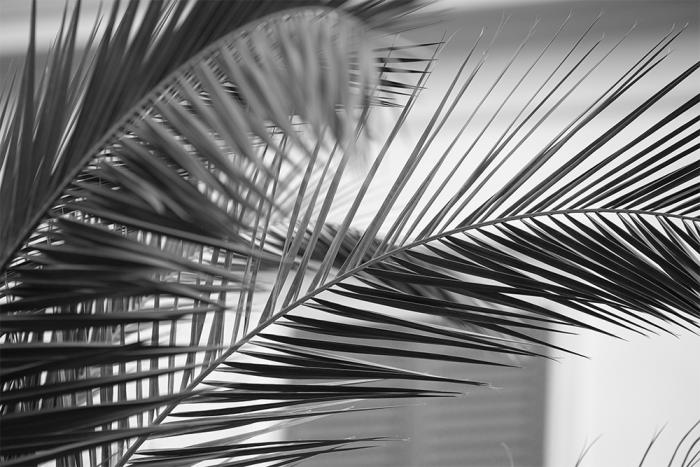 Selbstklebende Fensterfolie in Schwarz-Weiß mit Palmenblättern