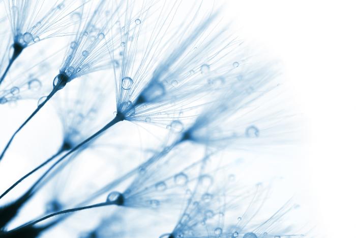 Blaue Pusteblumen als selbstklebende Fensterfolie
