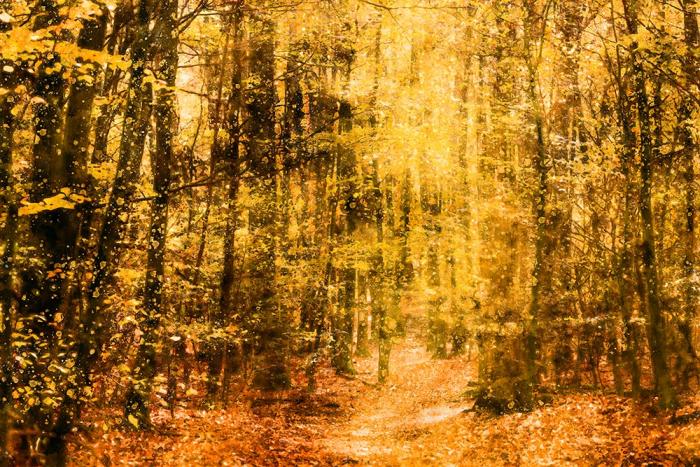 Fototapete malerischer Herbstwald