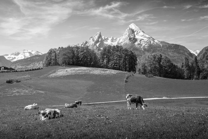 Schwarz-Weiß Fototapete Kühe in den Alpen
