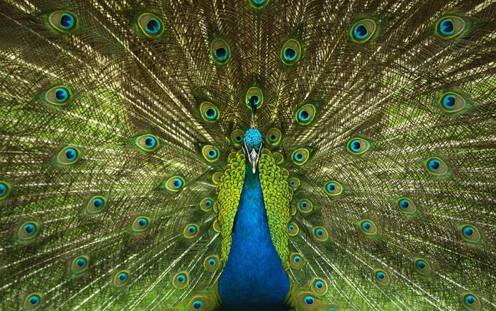 Fototapete blaues Federkleid eines Pfaus