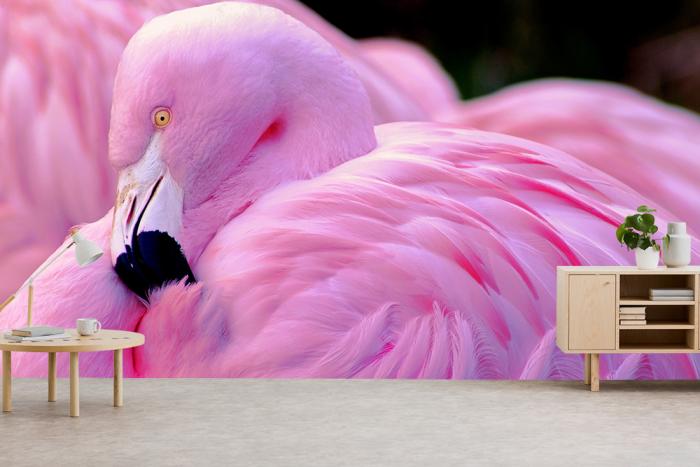Fototapete pinker Flamingo