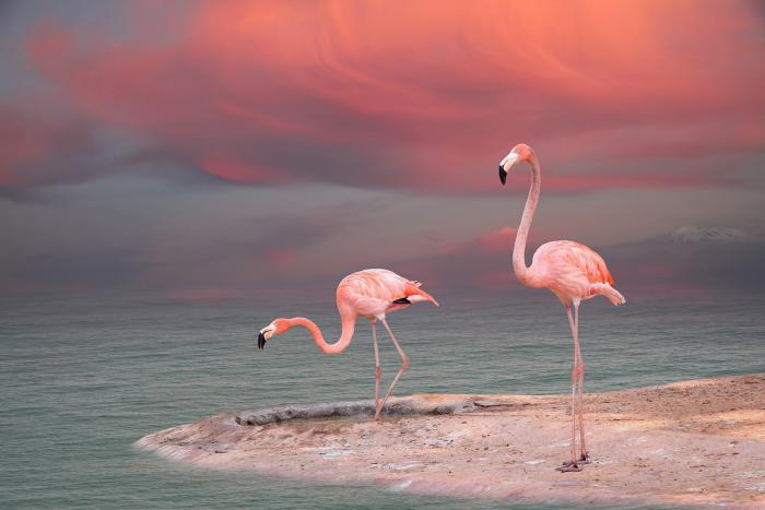 Fototapete Flamingos