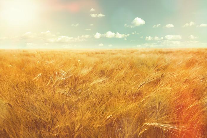 Fototapete Gerstefeld im Sommer im Vintage-Look