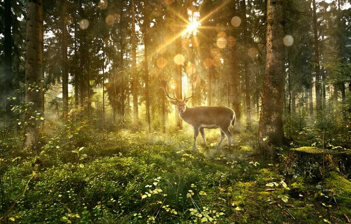 Fototapete Hirsch im Wald
