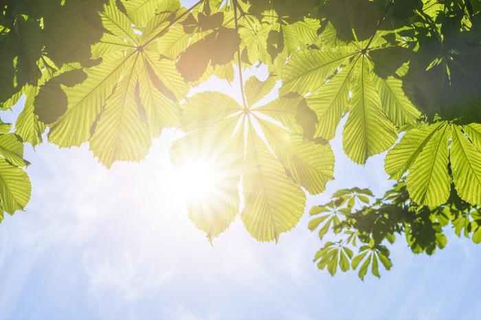 Fototapete Kastanienblätter im Sonnenlicht