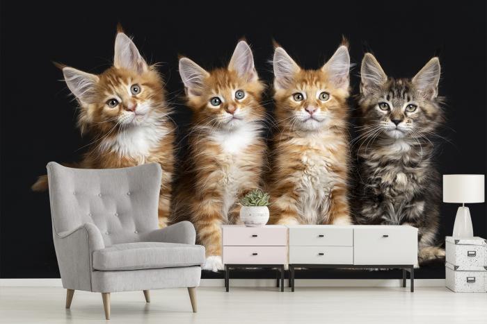 Fototapete Maine-Coon-Katzen