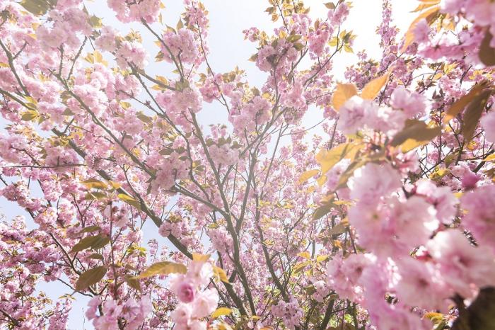 Fototapete Kirschblüte