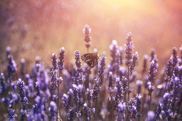 Fototapete Schmetterling auf Lavendel