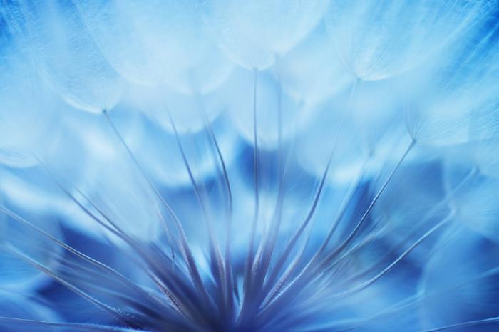 Fototapete Pusteblume