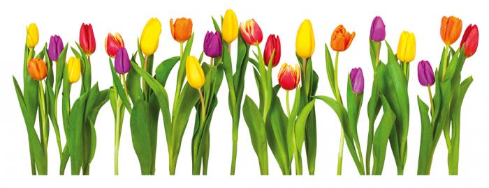 Fenstersticker Tulpen