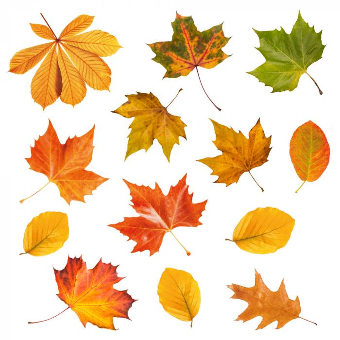 Wandaufkleber mit fotorealistischen Herbstblättern