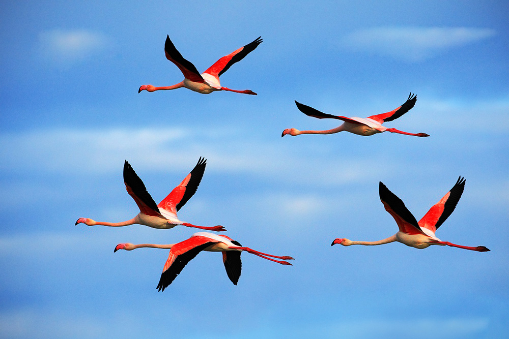 kaufen! Online Flamingos Fensterfolie I