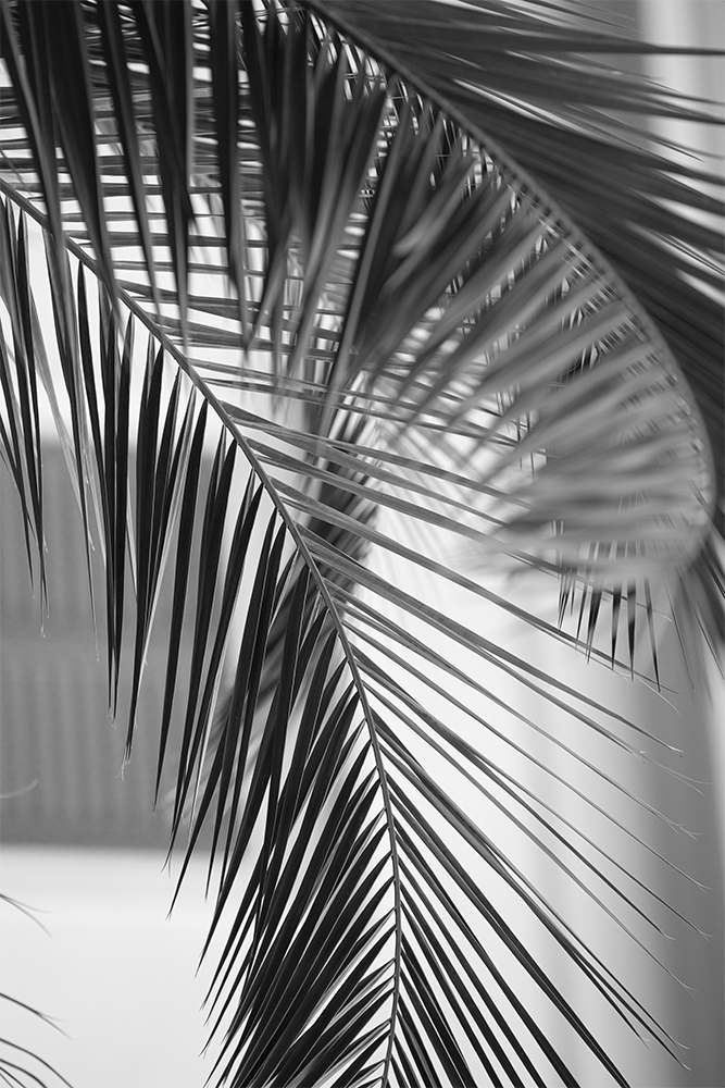 Fensterfolie Schwarz-Weiß Palmenblätter I Online bestellen!