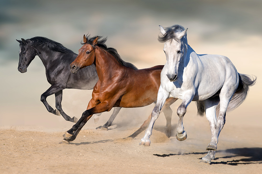 Fensterfolie weiße Pferde I Online kaufen!