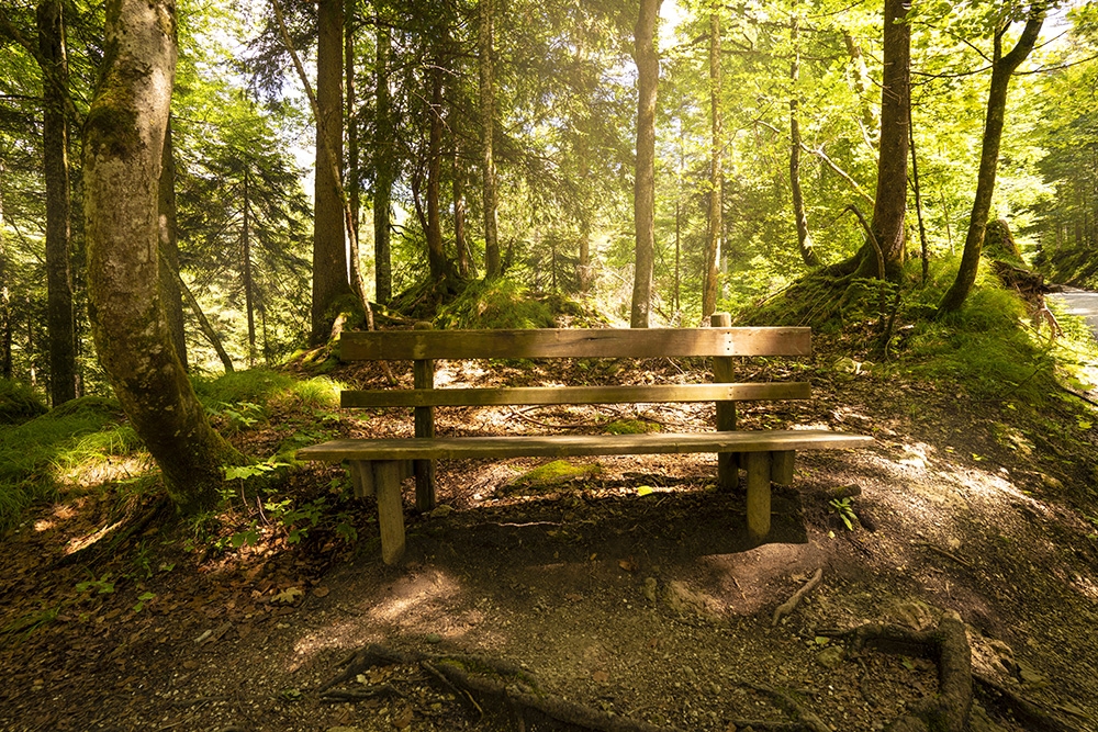 Fototapete Bank im Wald