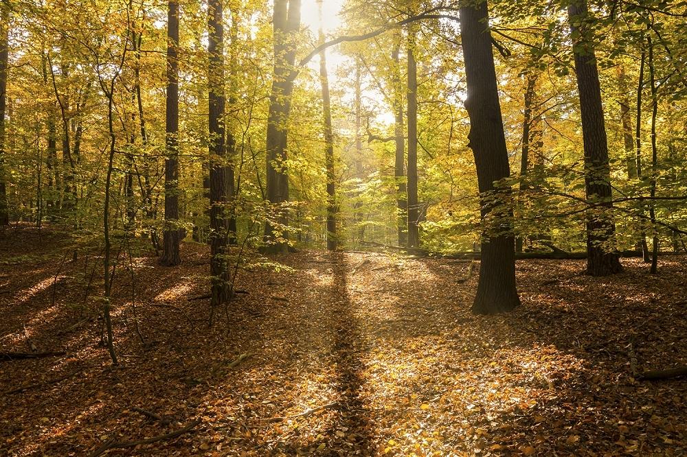 Fototapete Herbstwald