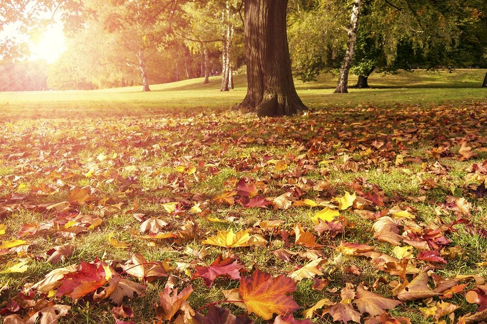 Fototapete Herbstblätter