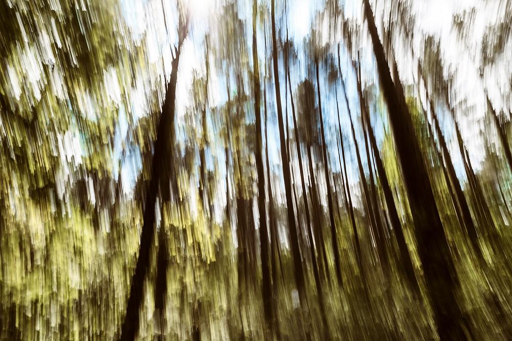 Fototapete verschwommener Wald