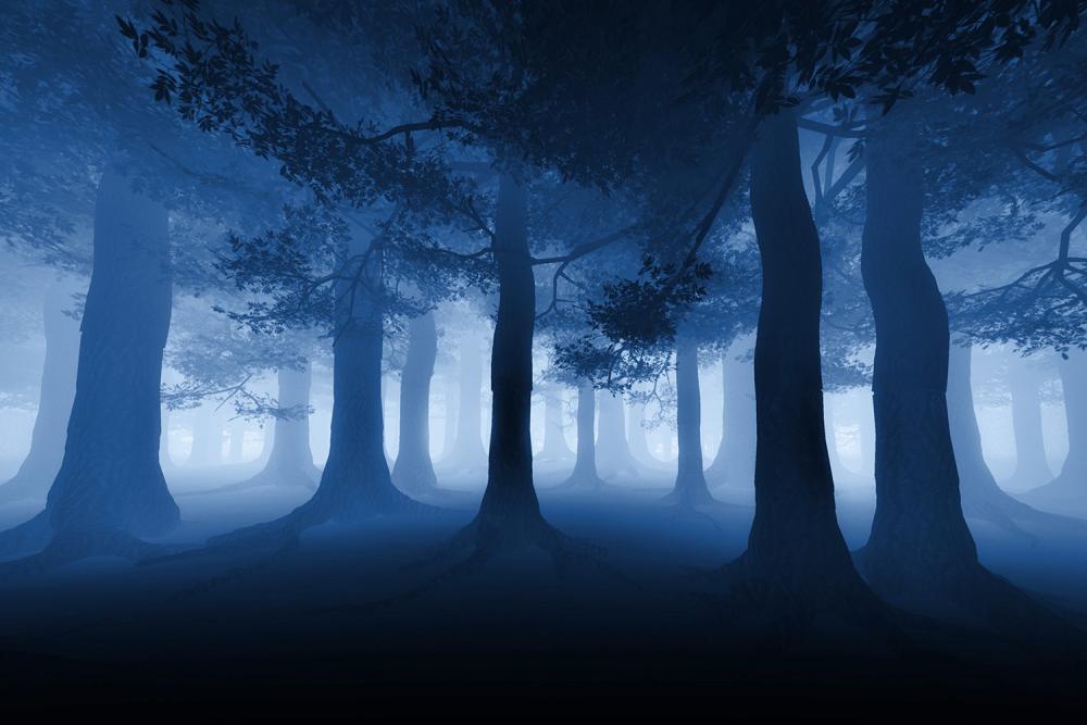 Fototapete dunkler Wald