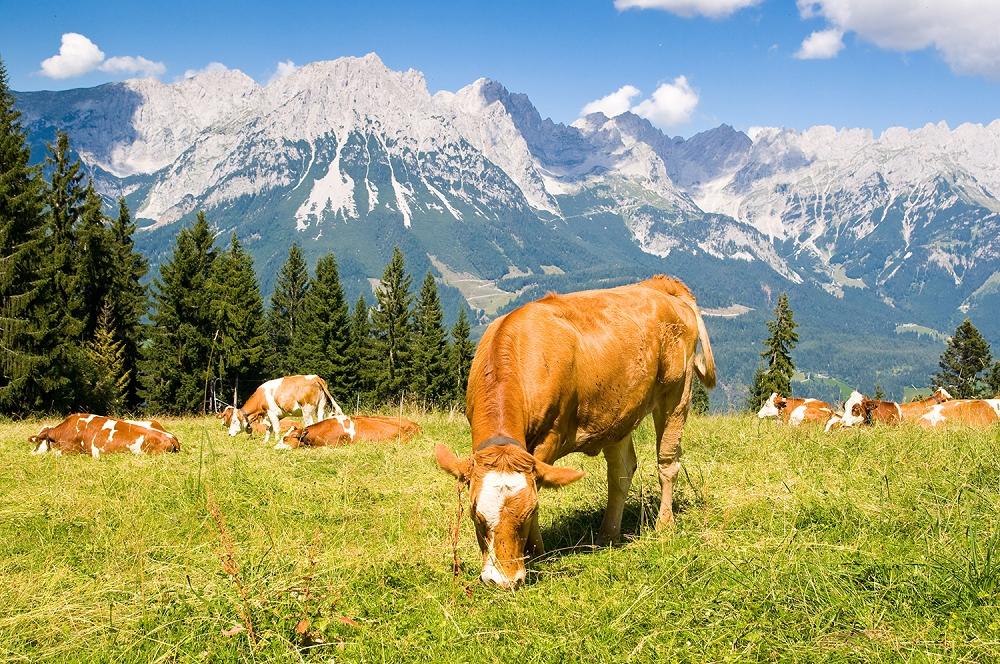 Fototapete Kühe in Alpen