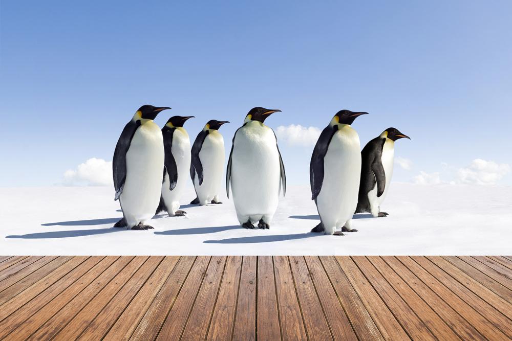 Fototapete Pinguine