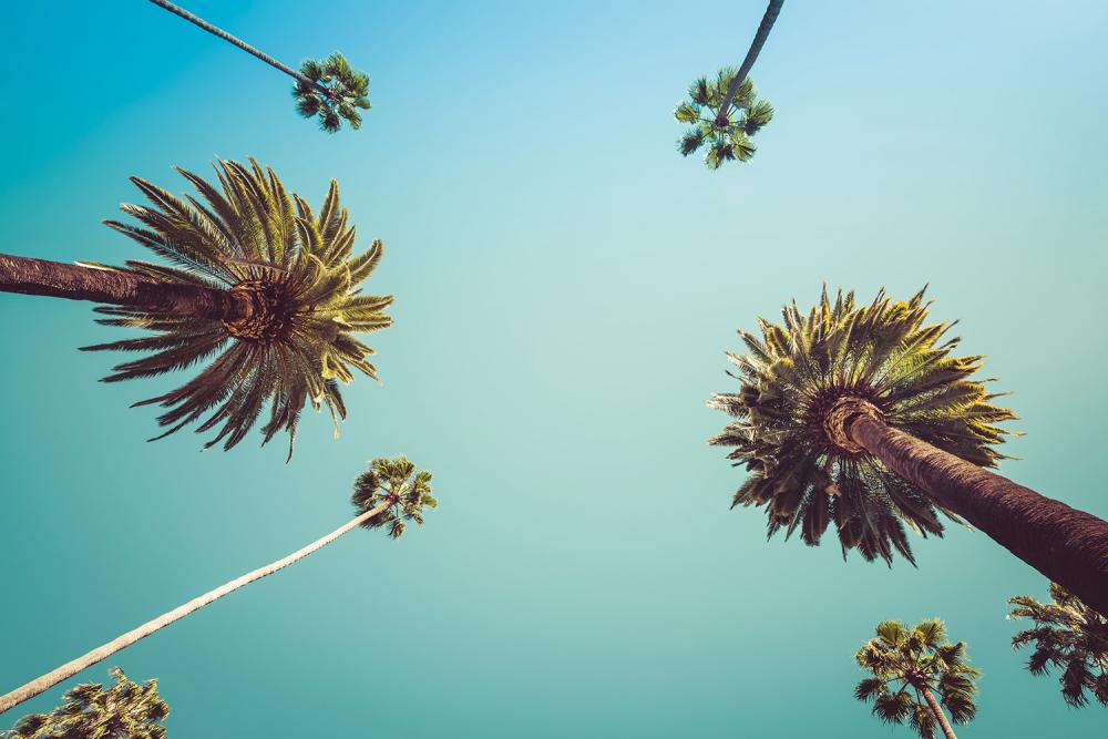 Fototapete Palmen am Himmel in Beverly Hills von Los Angeles