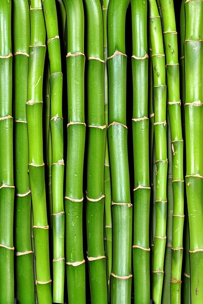 Fensterfolie Bambus im Hochformat I Online kaufen!
