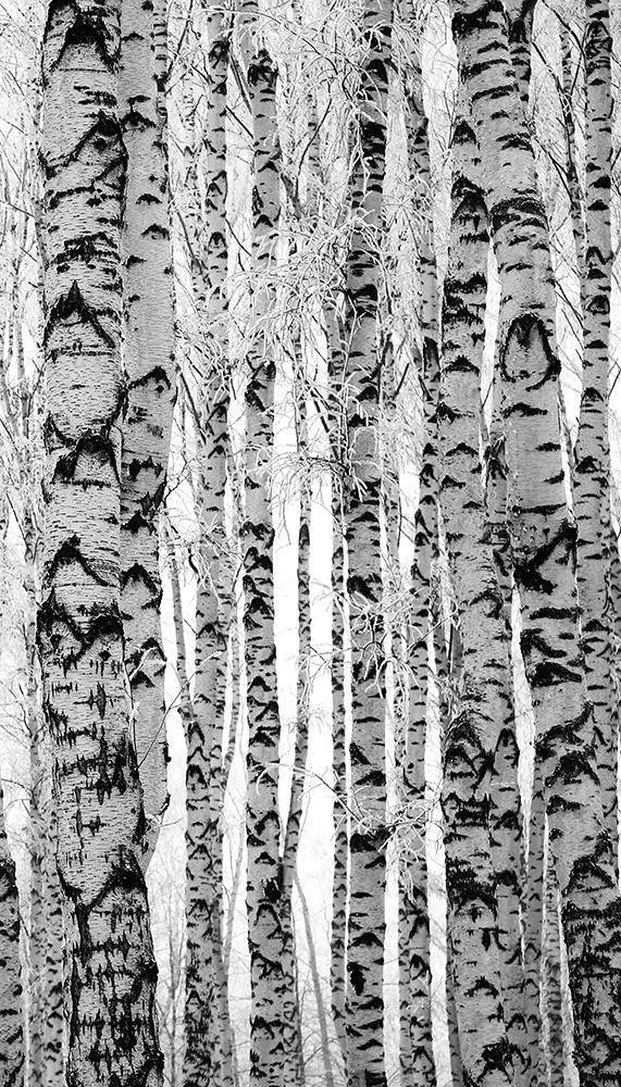 Sichtschutz-Fensterfolie mit Birken im Wald im hochformat