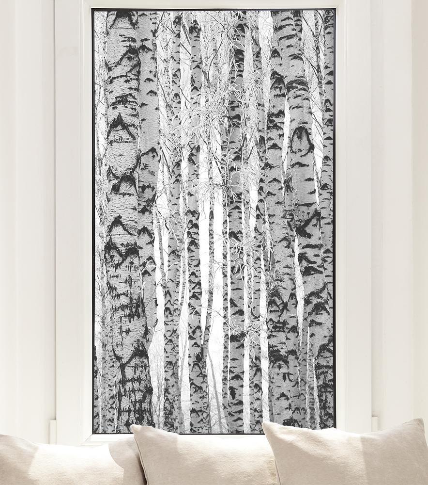 Fensterfolie Birken im Wald